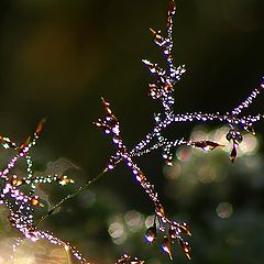 photo "dew 1"