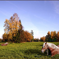 photo "North siesta"