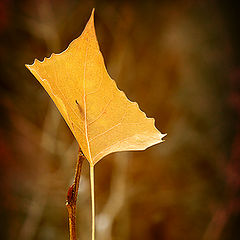 фото "Autumn Leaf"