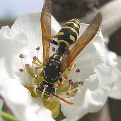 photo "Flower and bee"