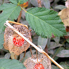 photo "chinese lanterns"