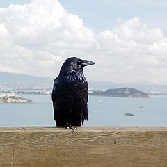 photo "About birds and people - 4 (The Guard)"