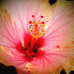 photo "Hibiscus"