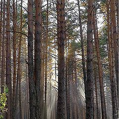 photo "radiant forest"