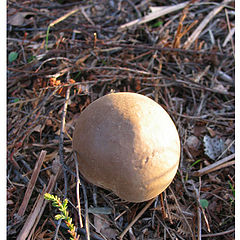 photo "mushroom"