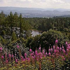 photo "Cold summer view"