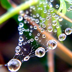 photo "Necklace of mister spider"