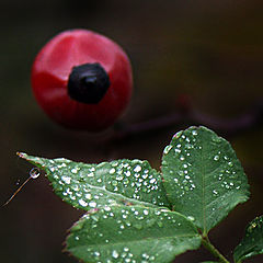 photo "Autumn tears"