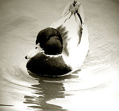 photo "DUCK 2"