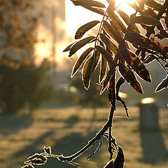 photo "Autumn, morning, hoarfrost"