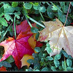 photo "Maple leafs"