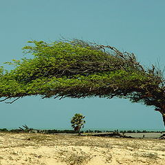 photo "Amazing tree"