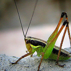 фото "grasshopper"