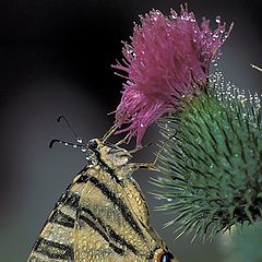 photo "Iphiclides podalirius"