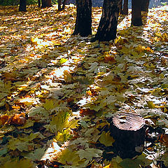 photo "Yellow Leaves Carpet"