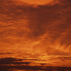 photo "The fiery sky"