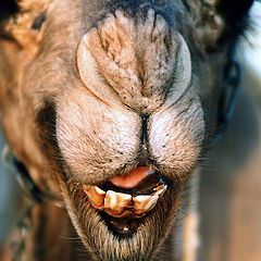 photo "The camel mimicry :)"