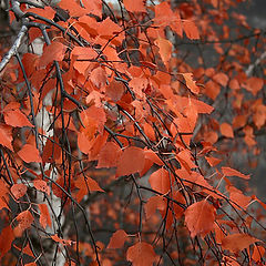 photo "Red October"