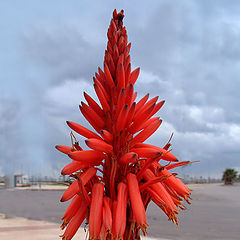 фото "red flower"