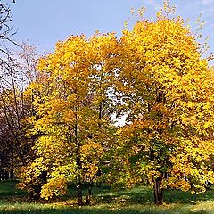 photo "Autum trees"