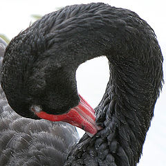 photo "Black swan"
