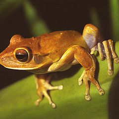 photo "Tree frog"