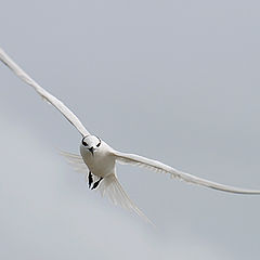 photo "The seagull 1"