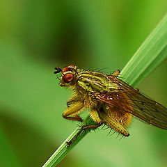 photo "Balance."