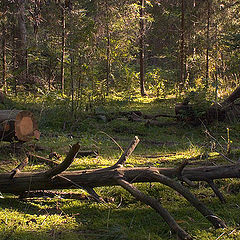 фото "Поляна"