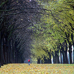 photo "Yellow alley."