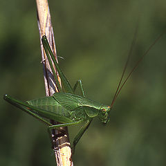 photo "Green Equilibrist"