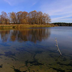 фото "transparent autumn"