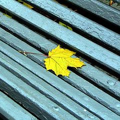 photo "yellow on the blue"