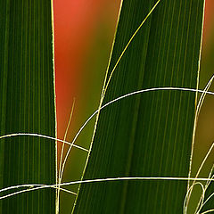 photo "Leaf"