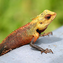 photo "The descendant of pangolins"