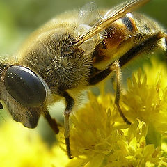 photo "Yellow portrait"