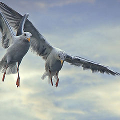 photo "Two gull"