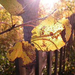 photo "Foliage"