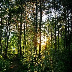 photo "Summer sun in the forest"