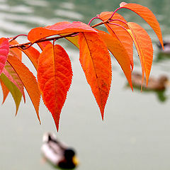 photo "Autumn on pond"