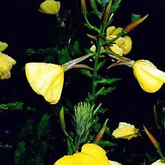 photo "Evening Primrose"