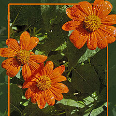 photo "Orange Flowers"