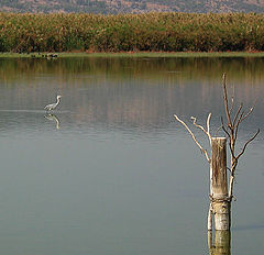 photo "Nature reserve Hula - 2"