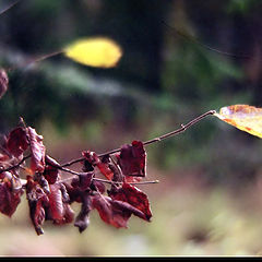 photo "Take the Autumn for palms.."