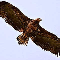 photo "White-tailed eagle"