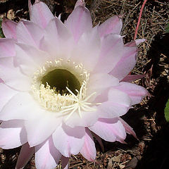 photo "Night Cactus"