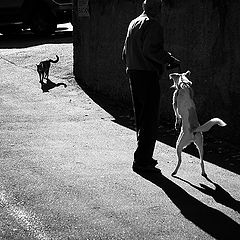 photo "Cat & Dog"