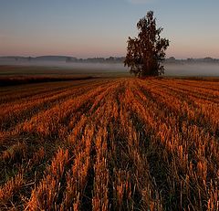 photo "rusty field"