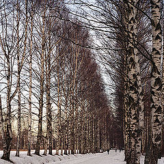 photo "Winter avenue"