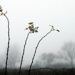 photo "the Graces"